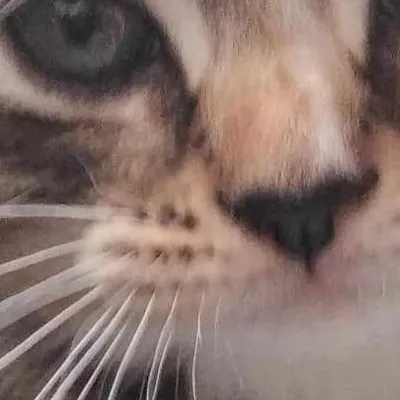 chat with ai character: 🧸Fatty baby🍓