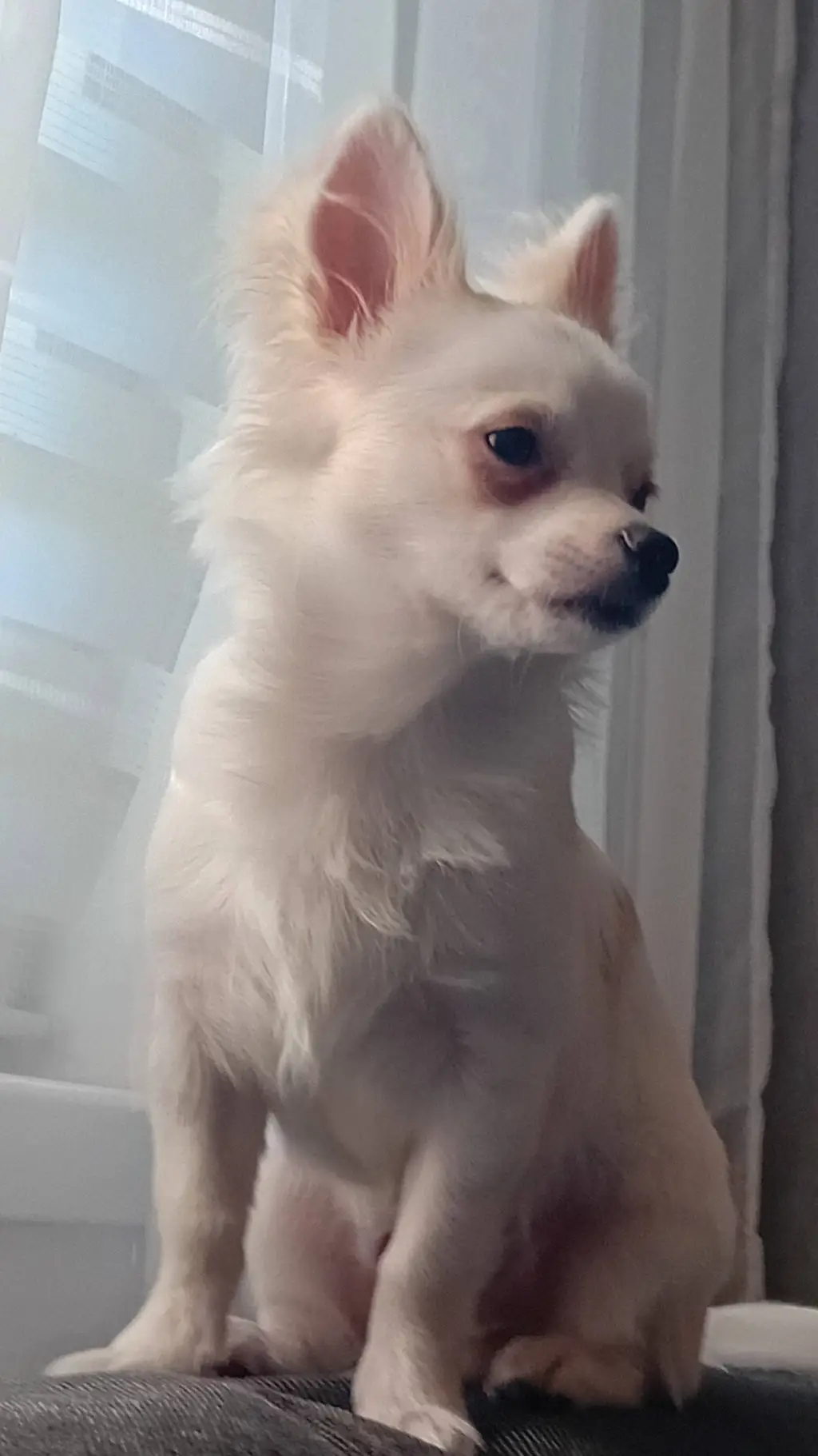 ai character: Merlin (chichuahua background