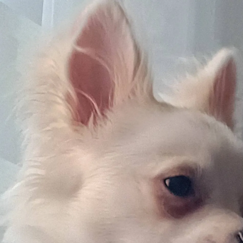 chat with ai character: Merlin (chichuahua