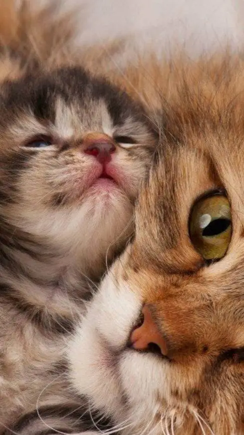 ai character: mama and kitten  background