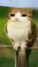 ai character: meowl  background