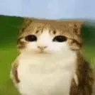 chat with ai character: meowl 