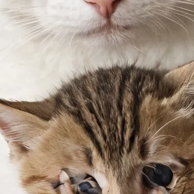 chat with ai character: Mama cat