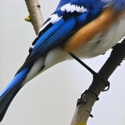 chat with ai character: Blue jay