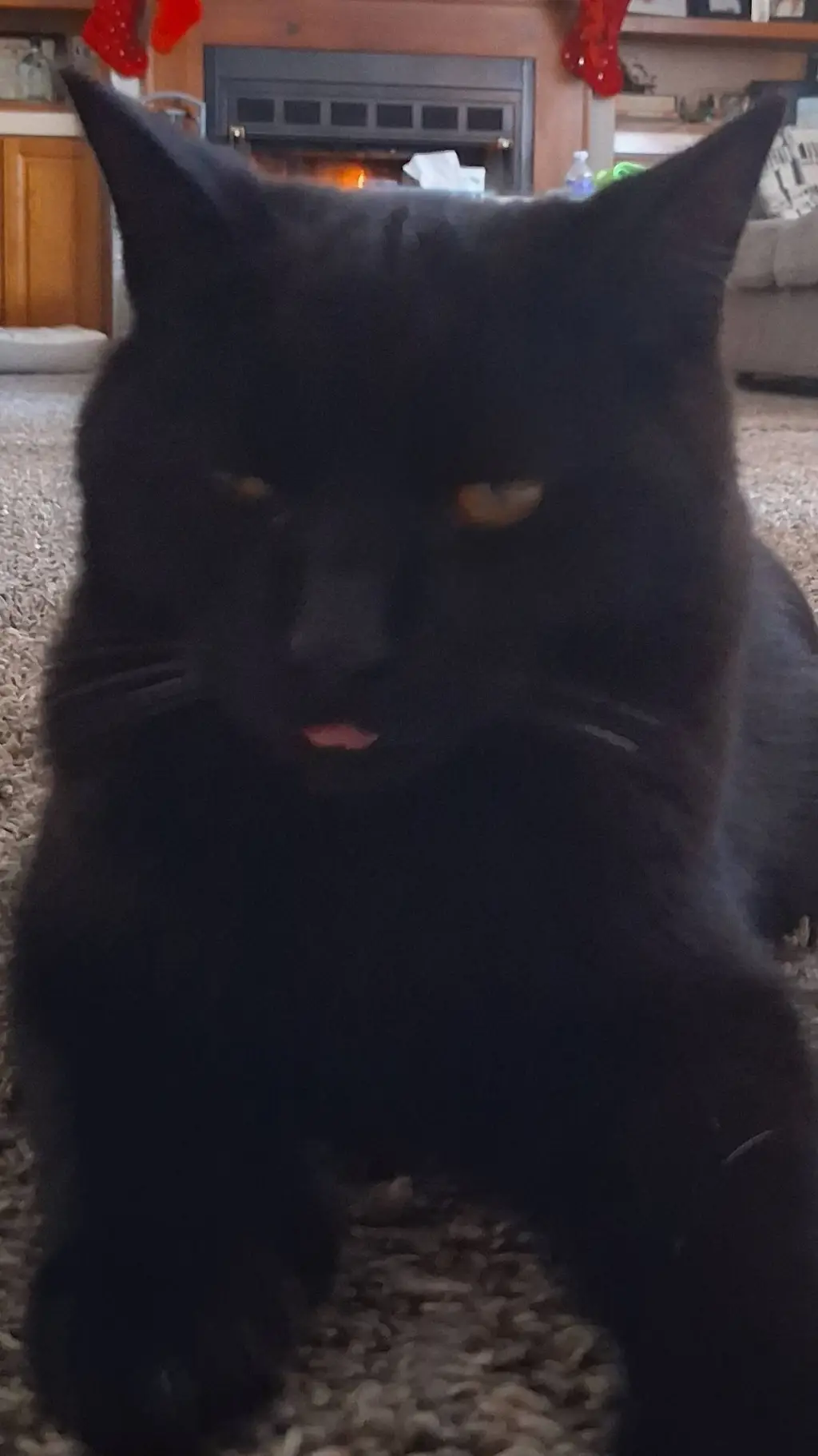 ai character: ☆♡◇FUZZ☆♡◇ background