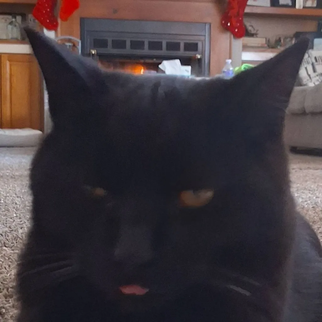 chat with ai character: ☆♡◇FUZZ☆♡◇