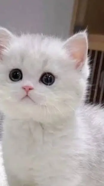 ai character: kitty she lost background