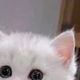 chat with ai character: kitty she lost