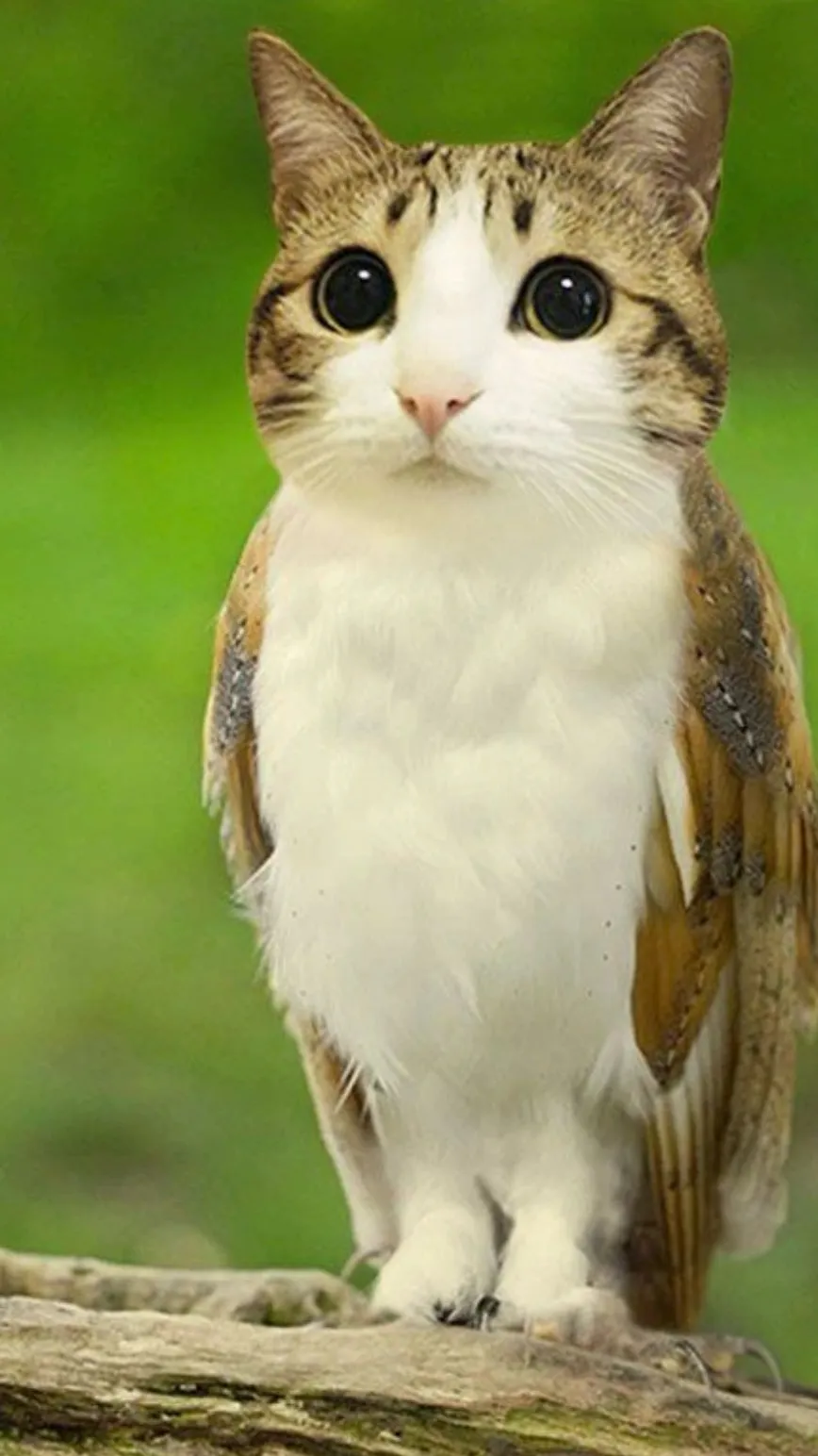 ai character: Mother meowl  background