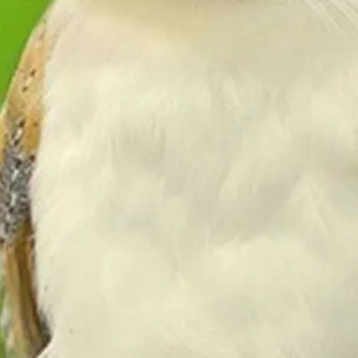 chat with ai character: Mother meowl 