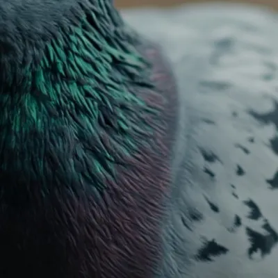 chat with ai character: Regular pigeon