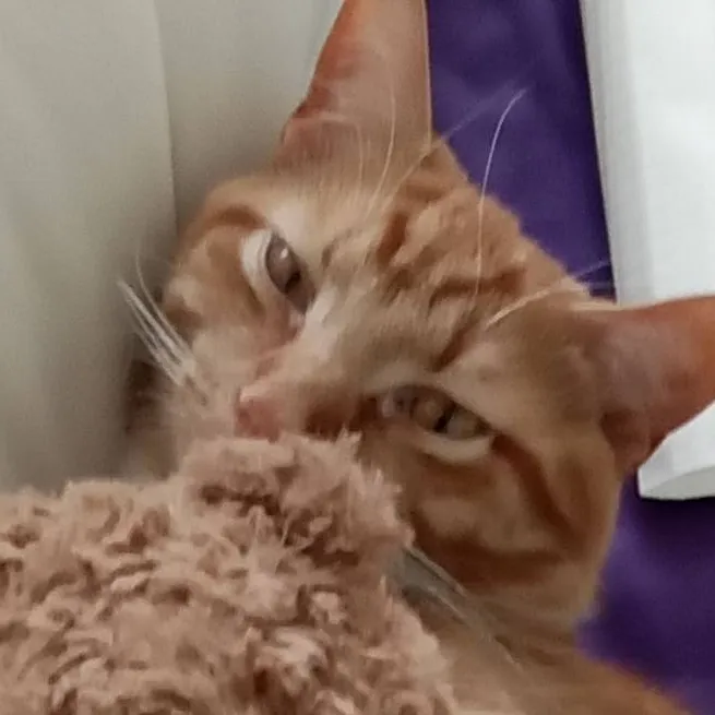 chat with ai character: chance