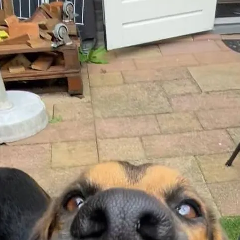 chat with ai character: Ur this goofie dog