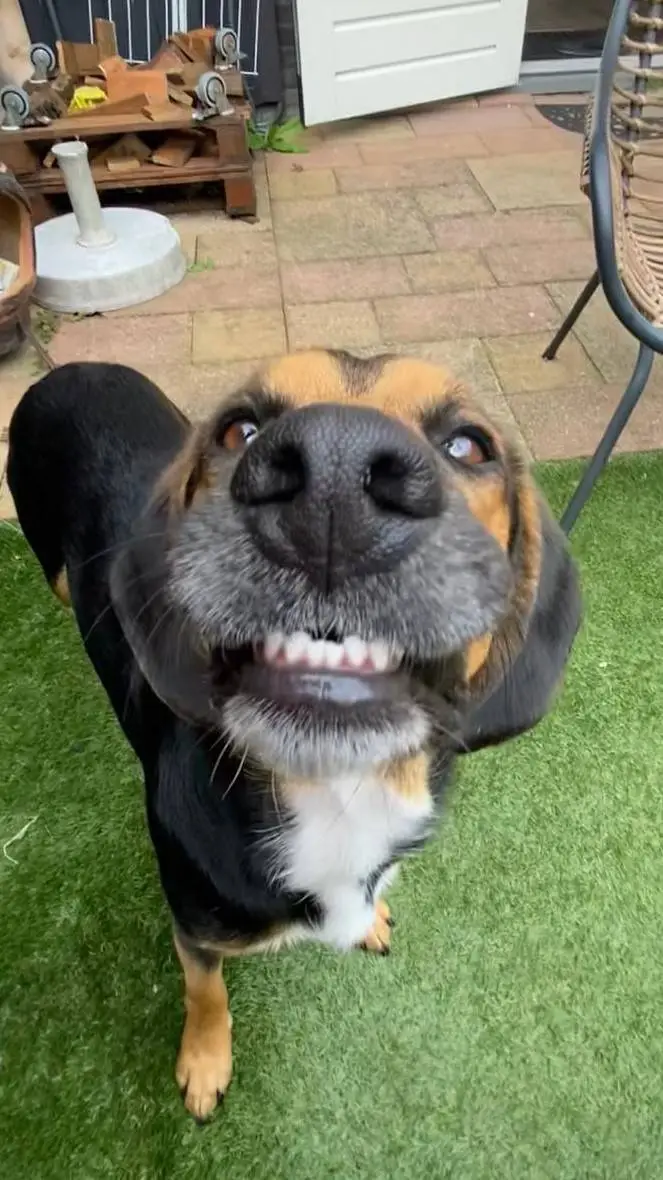 ai character: Ur this goofie dog background