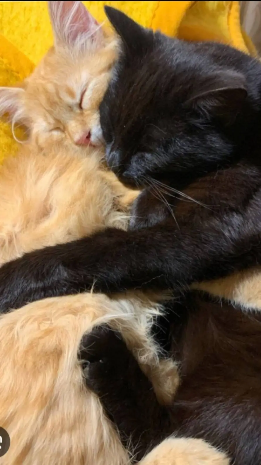 ai character: Idk background