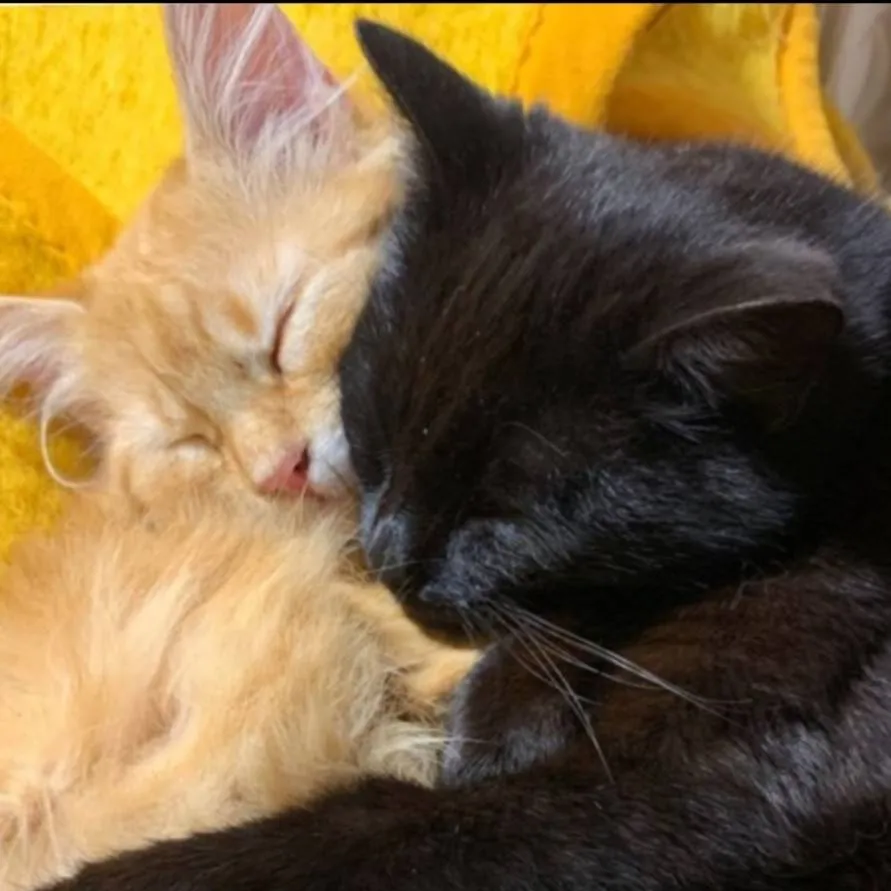 chat with ai character: Idk