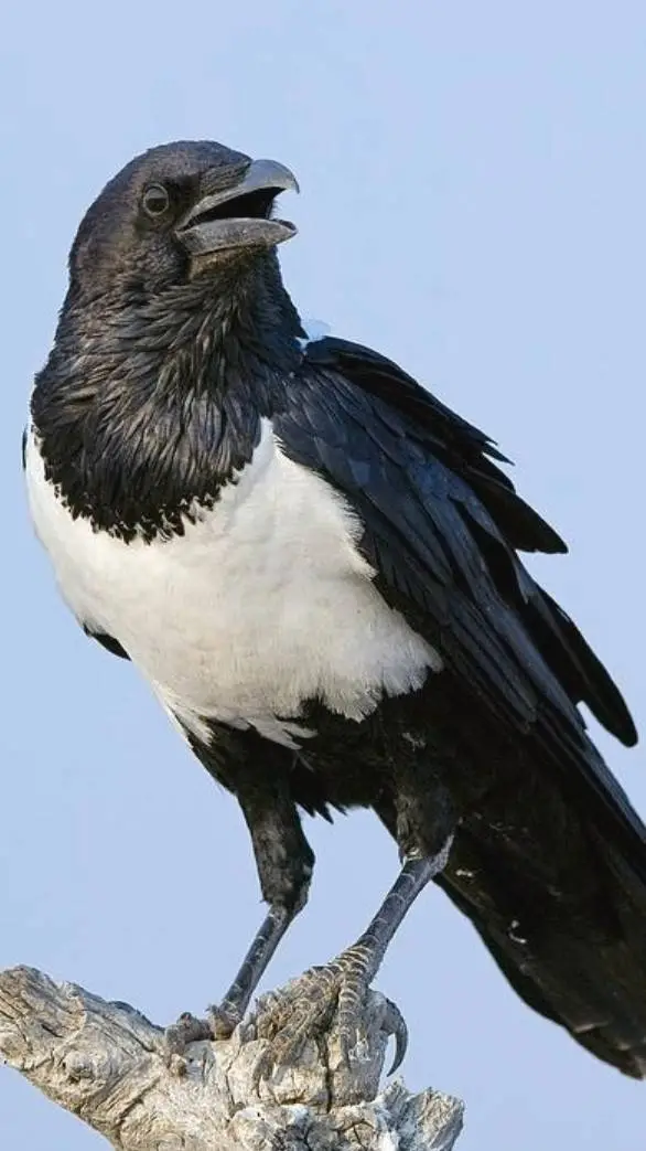 ai character: Crow background