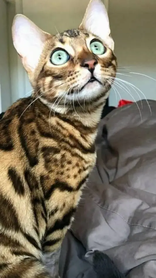 ai character: ocelot background