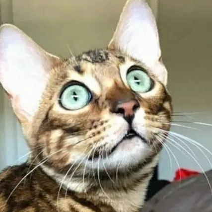 chat with ai character: ocelot
