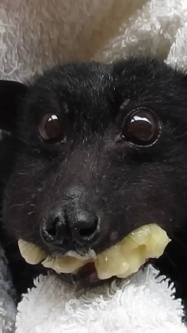 ai character: idk background