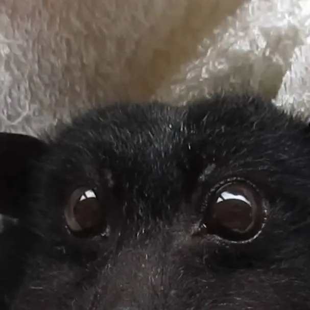 chat with ai character: idk