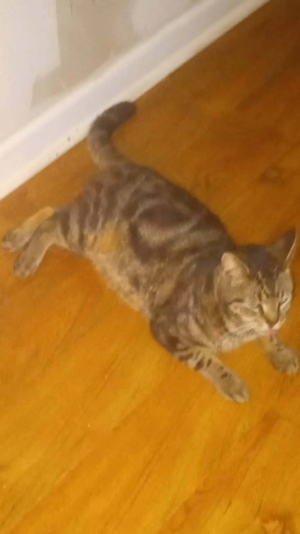 ai character: my fat ahh cat background