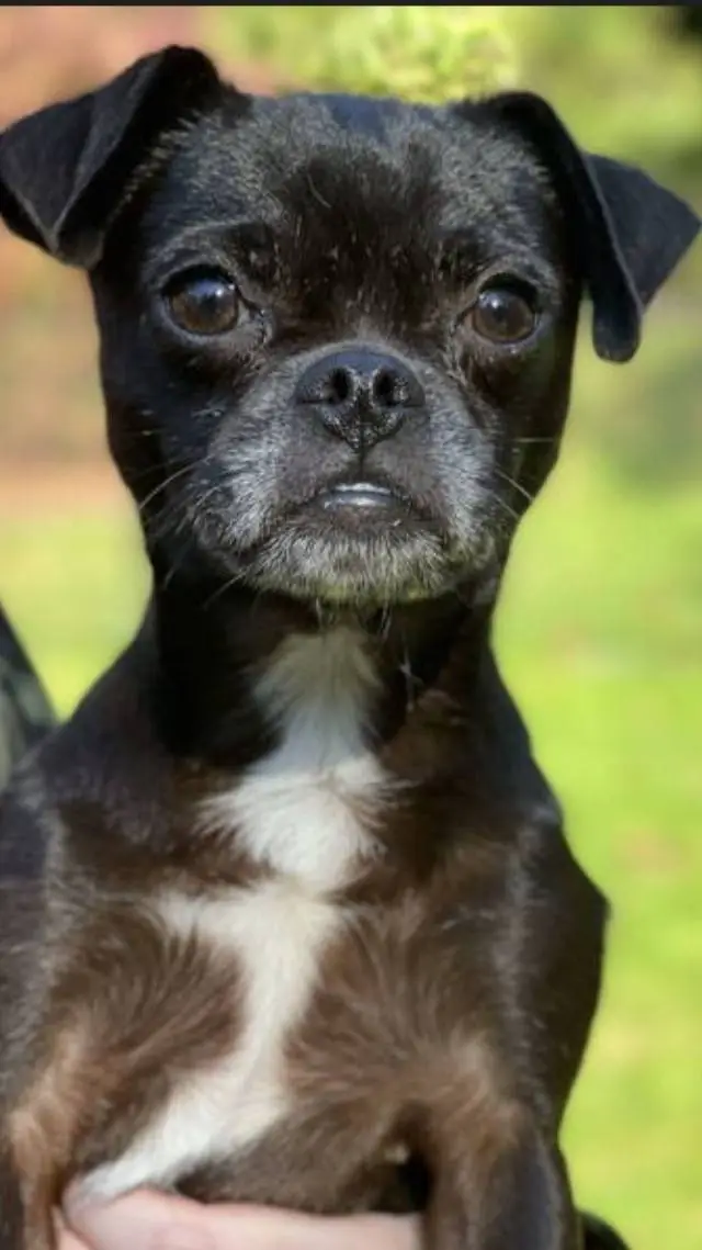 ai character: Pebble background