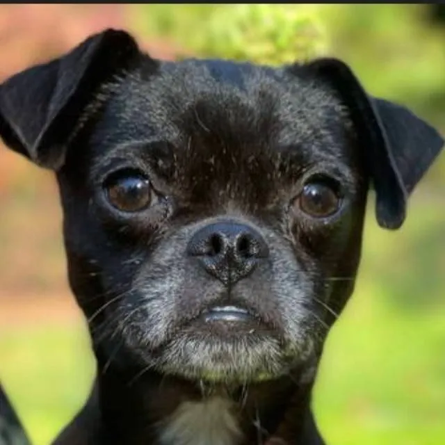 chat with ai character: Pebble