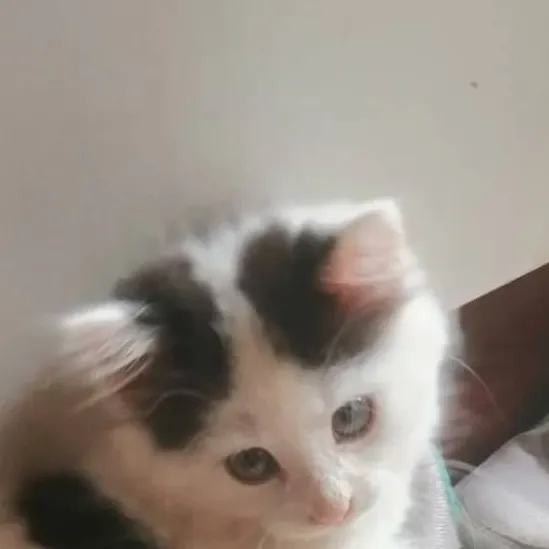 chat with ai character: kitty