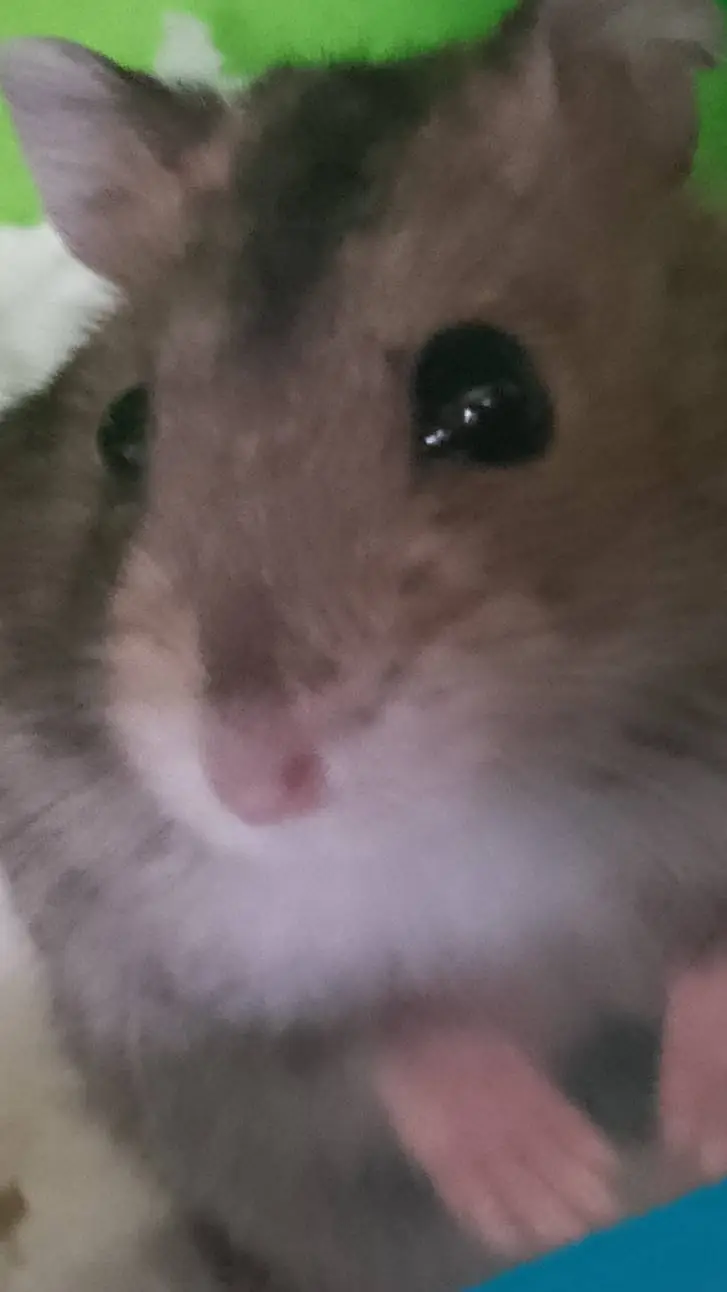 ai character: hamster background