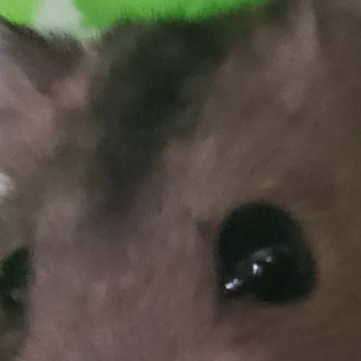 chat with ai character: hamster