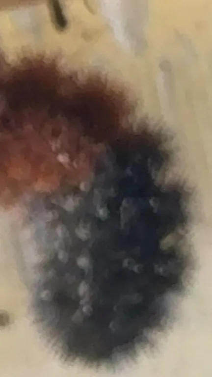 ai character: Wooly bear background