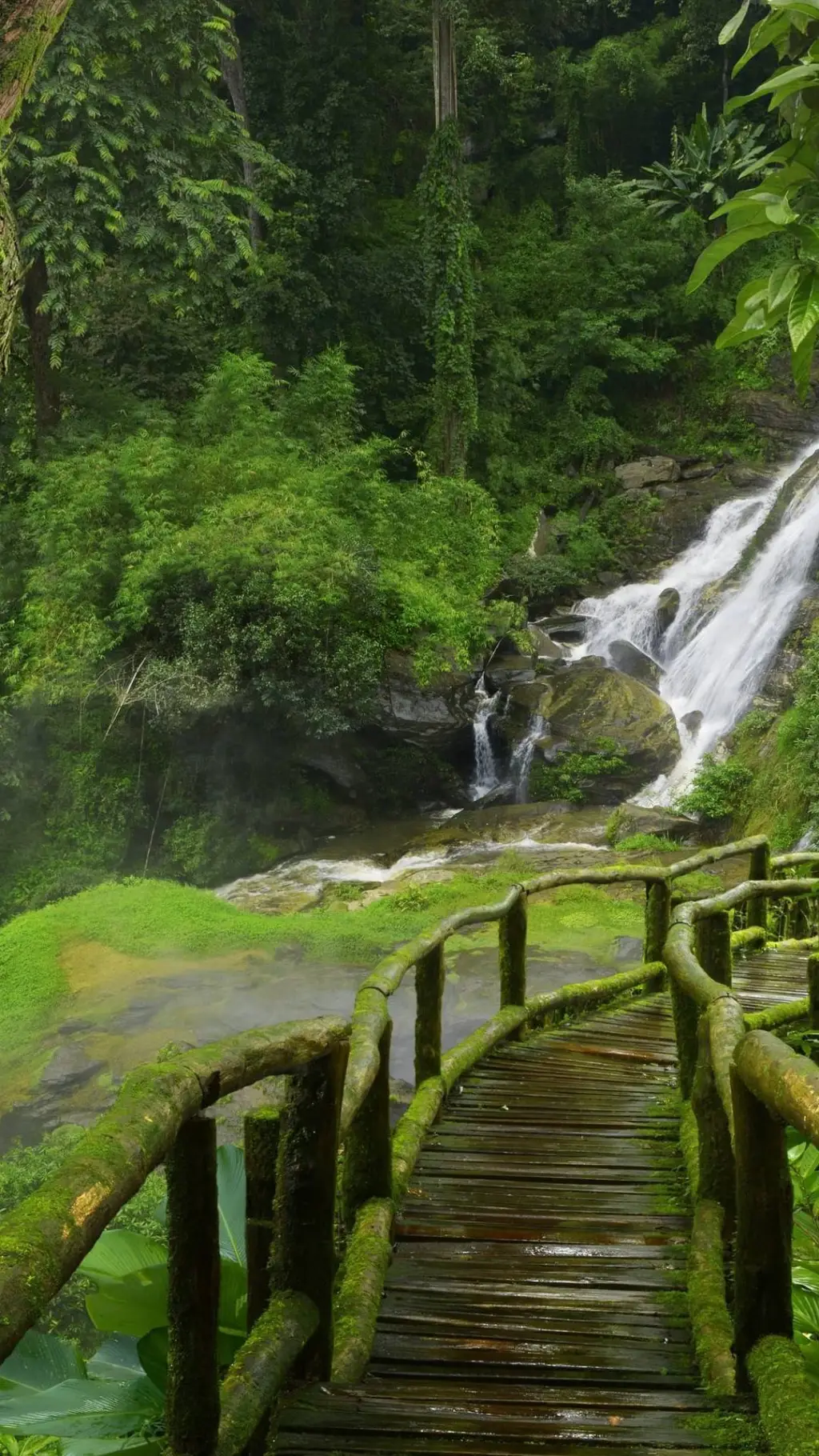 ai character: The Rainforest background