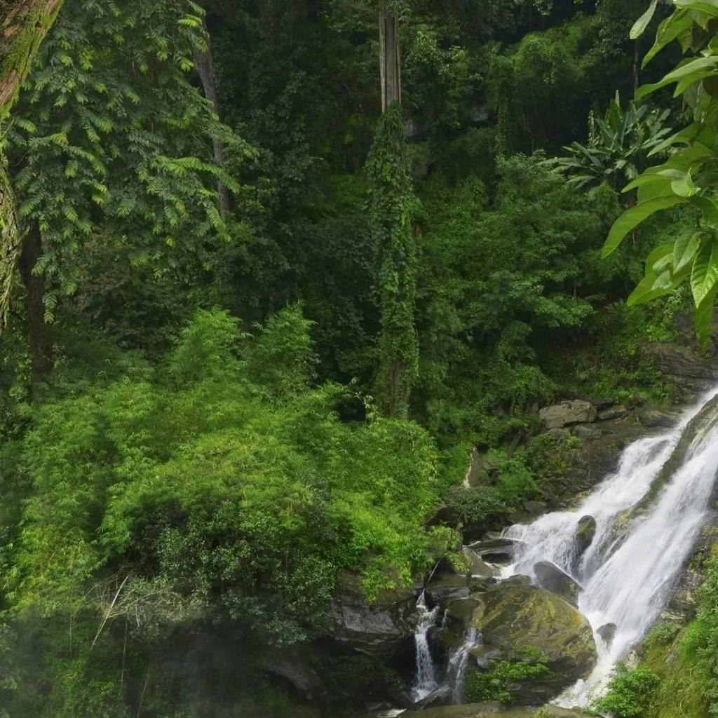 chat with ai character: The Rainforest