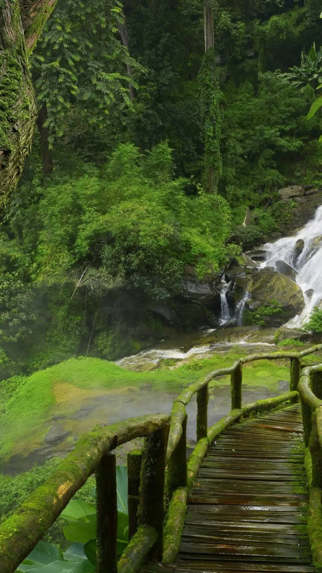 ai character: The Rainforest background