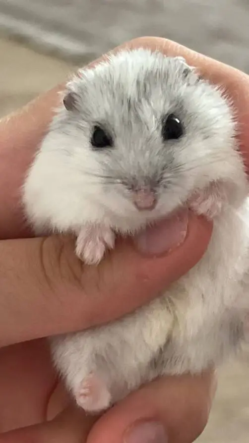 ai character: HP..  background