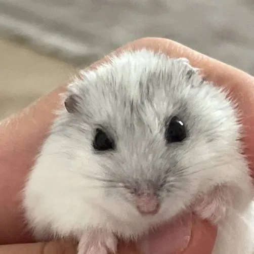 chat with ai character: HP.. 