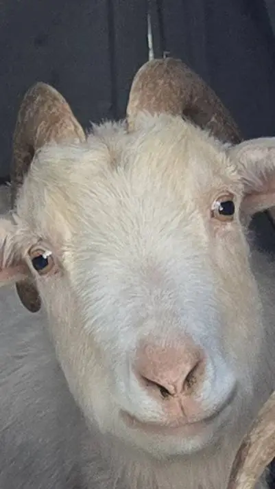 ai character: goat. background