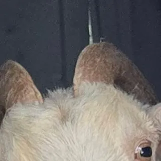 chat with ai character: goat.