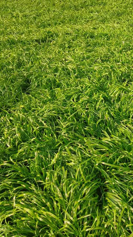 ai character: GRASS… background