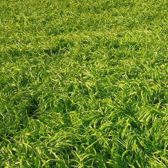 chat with ai character: GRASS…