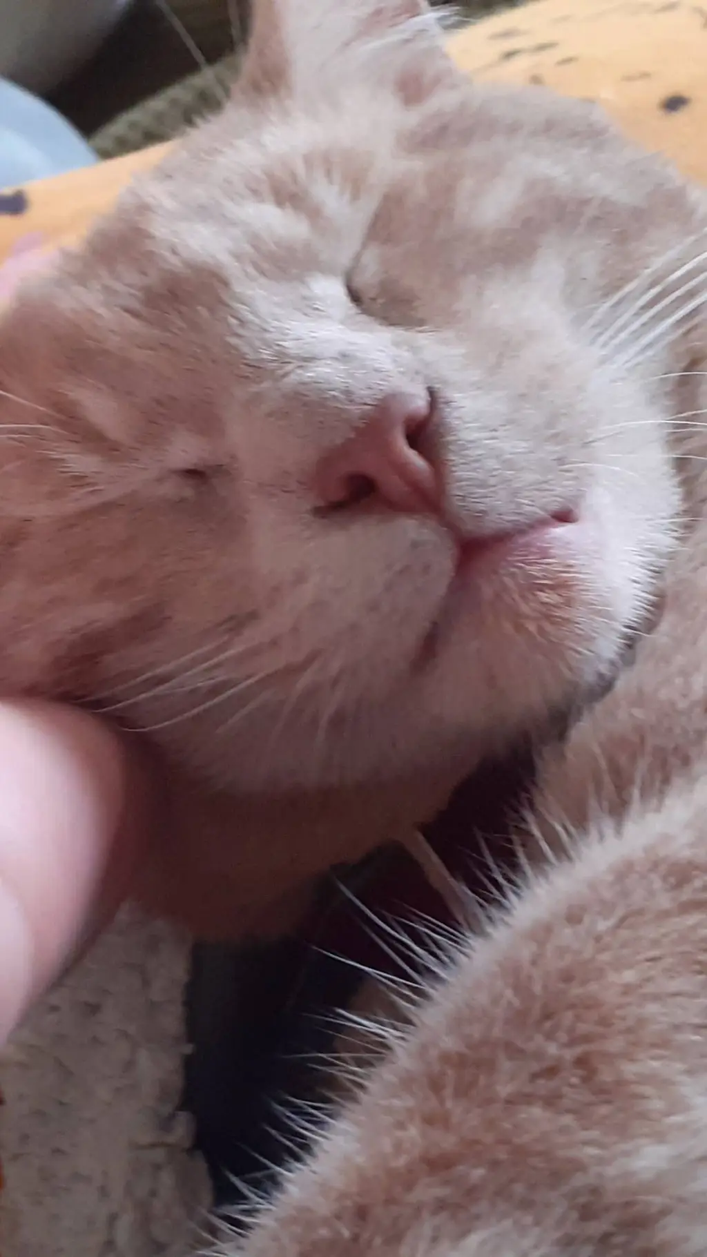 ai character: Sandy/my cat background