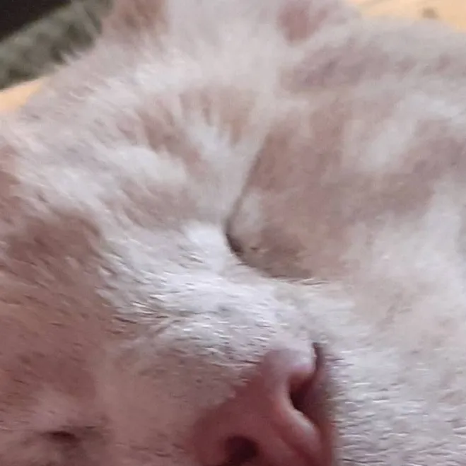 chat with ai character: Sandy/my cat