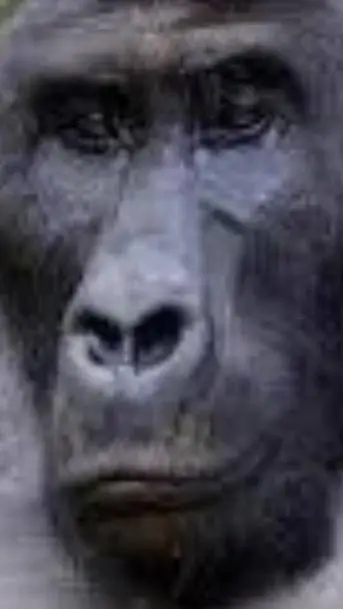 ai character: supersakura hate. background