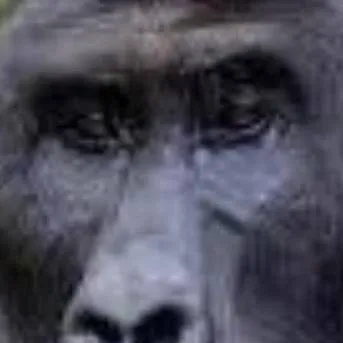 chat with ai character: supersakura hate.