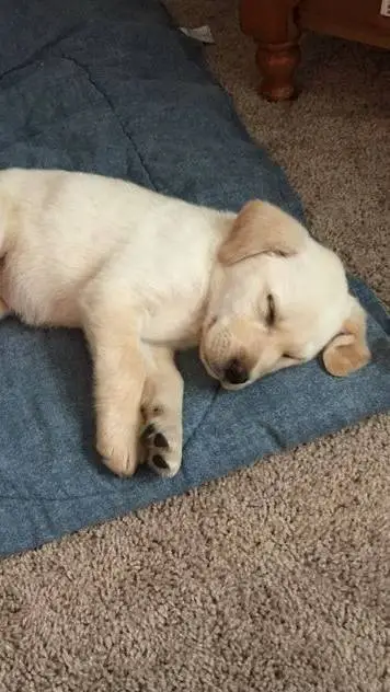 ai character: Puppy background