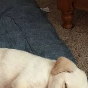 chat with ai character: Puppy