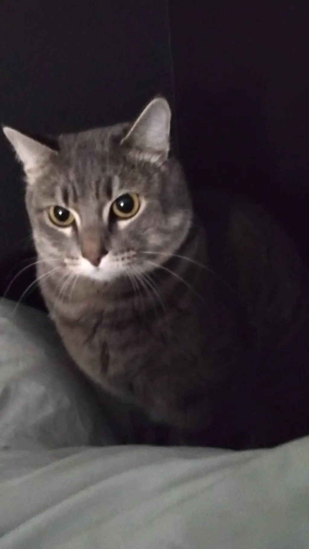 ai character: cat background