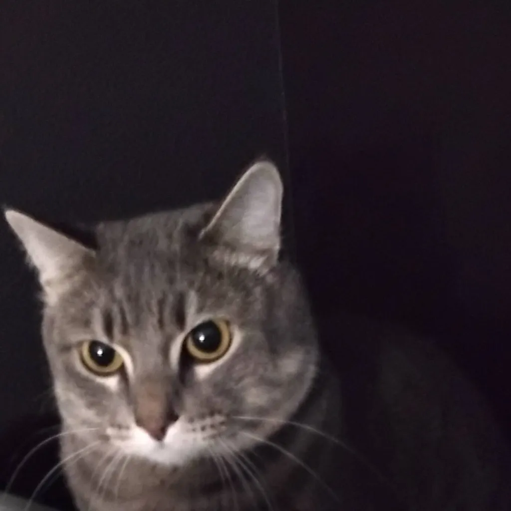 chat with ai character: cat