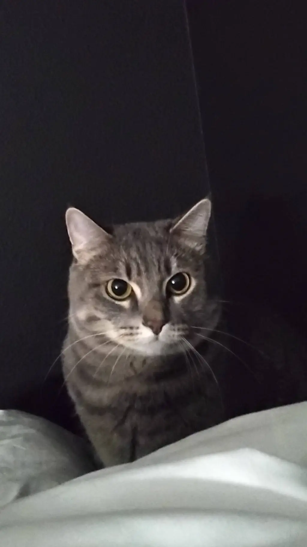 ai character: cat background